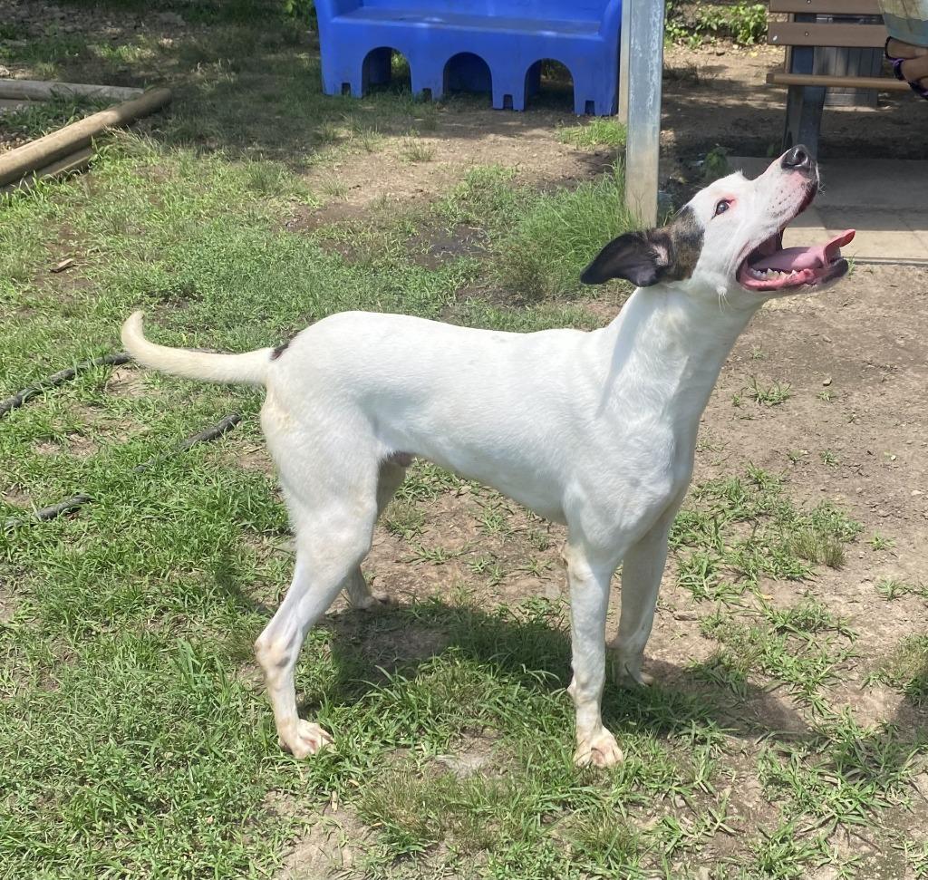 Enlarge Adan, a Adoptable Hound in Little Rock, AR image 3/3
