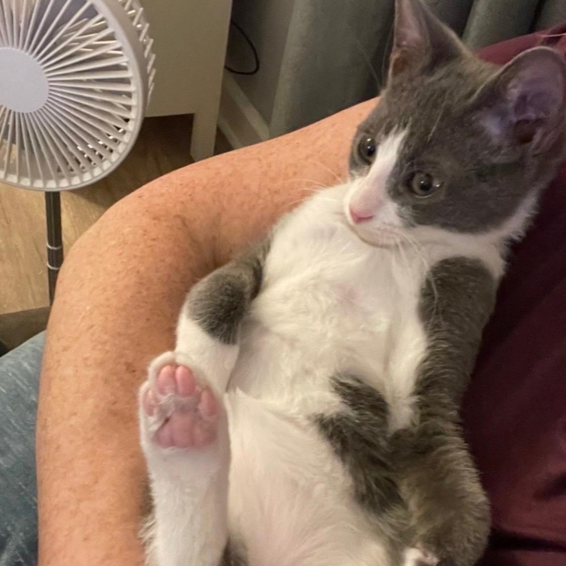 Ozwald, a ADOPTABLE Domestic Medium Hair in New Bern, NC image 2/6