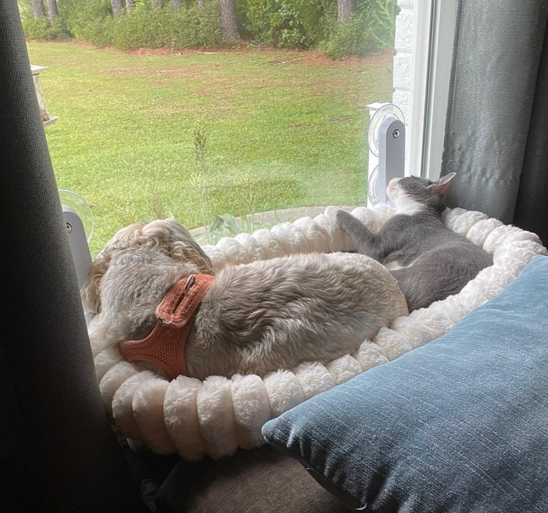 Ozwald, a ADOPTABLE Domestic Medium Hair in New Bern, NC image 6/6