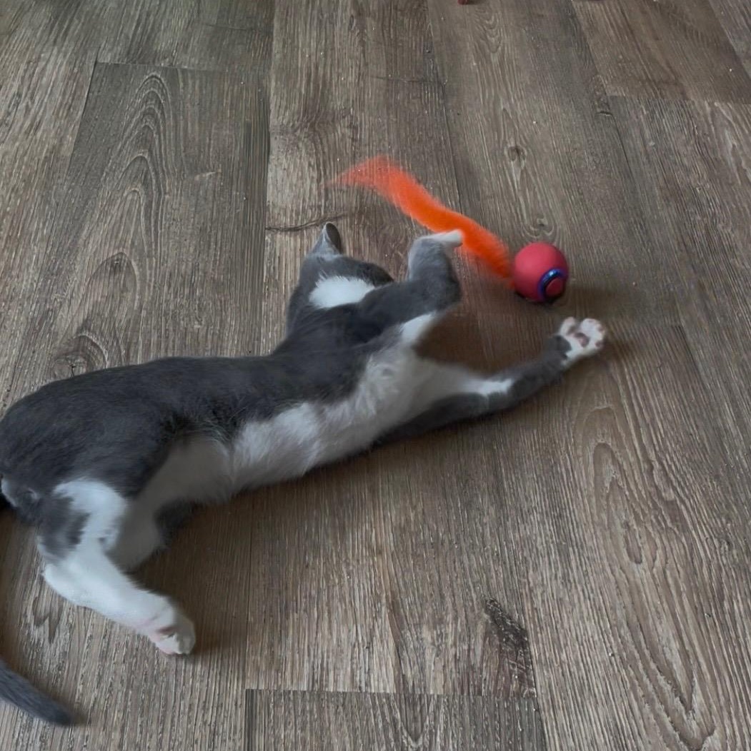 Ozwald, a ADOPTABLE Domestic Medium Hair in New Bern, NC image 4/6