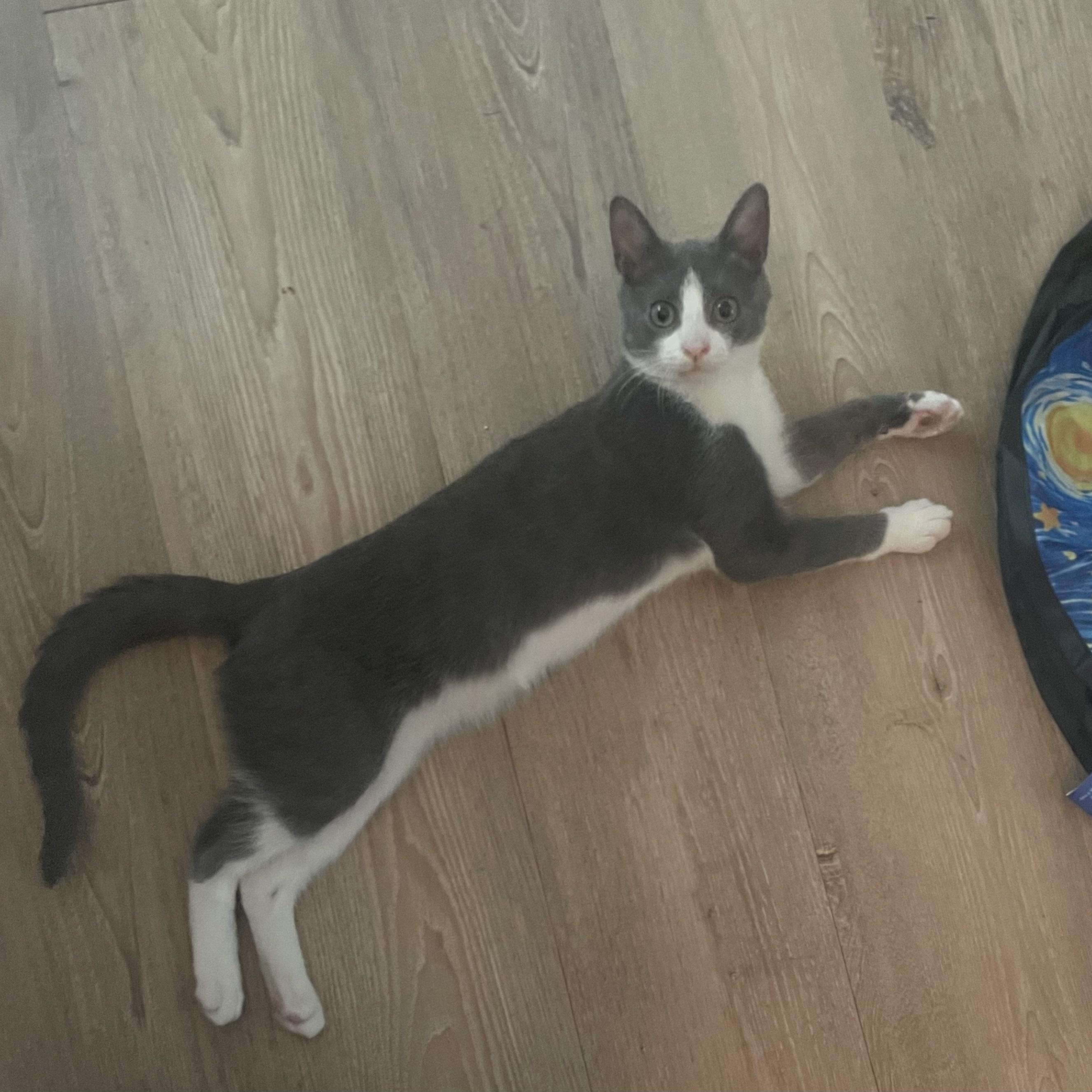Ozwald, Adoptable, Kitten Male Domestic Medium Hair.