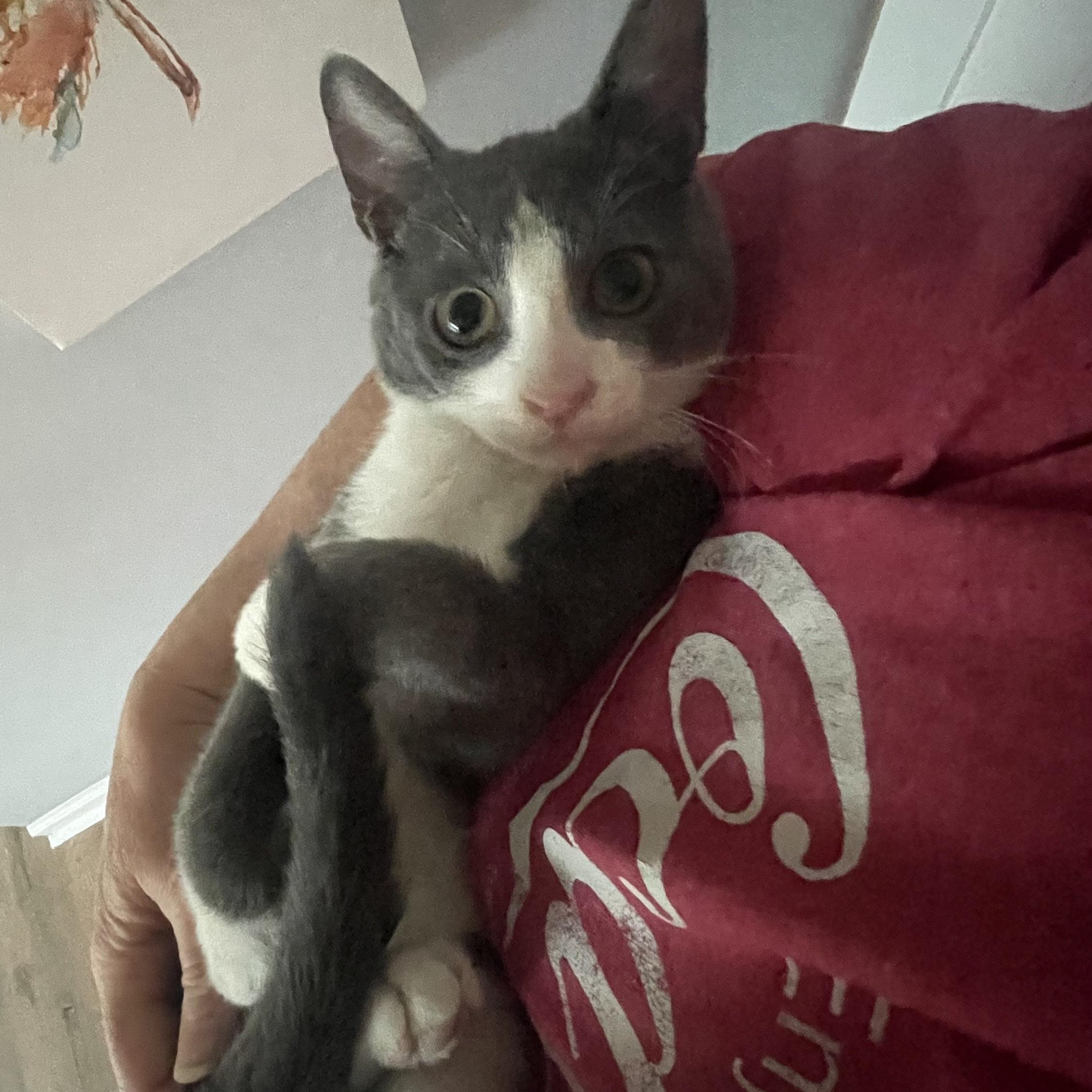 Enlarge Ozwald, a Adoptable Domestic Medium Hair in New Bern, NC image 4/6