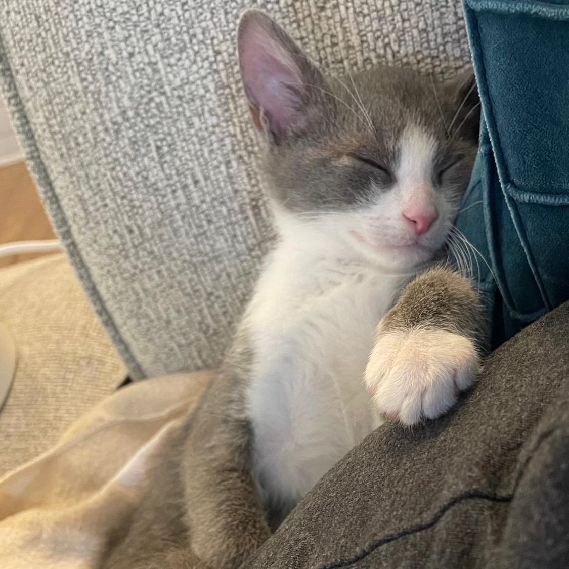 Ozwald, a ADOPTABLE Domestic Medium Hair in New Bern, NC image 5/6