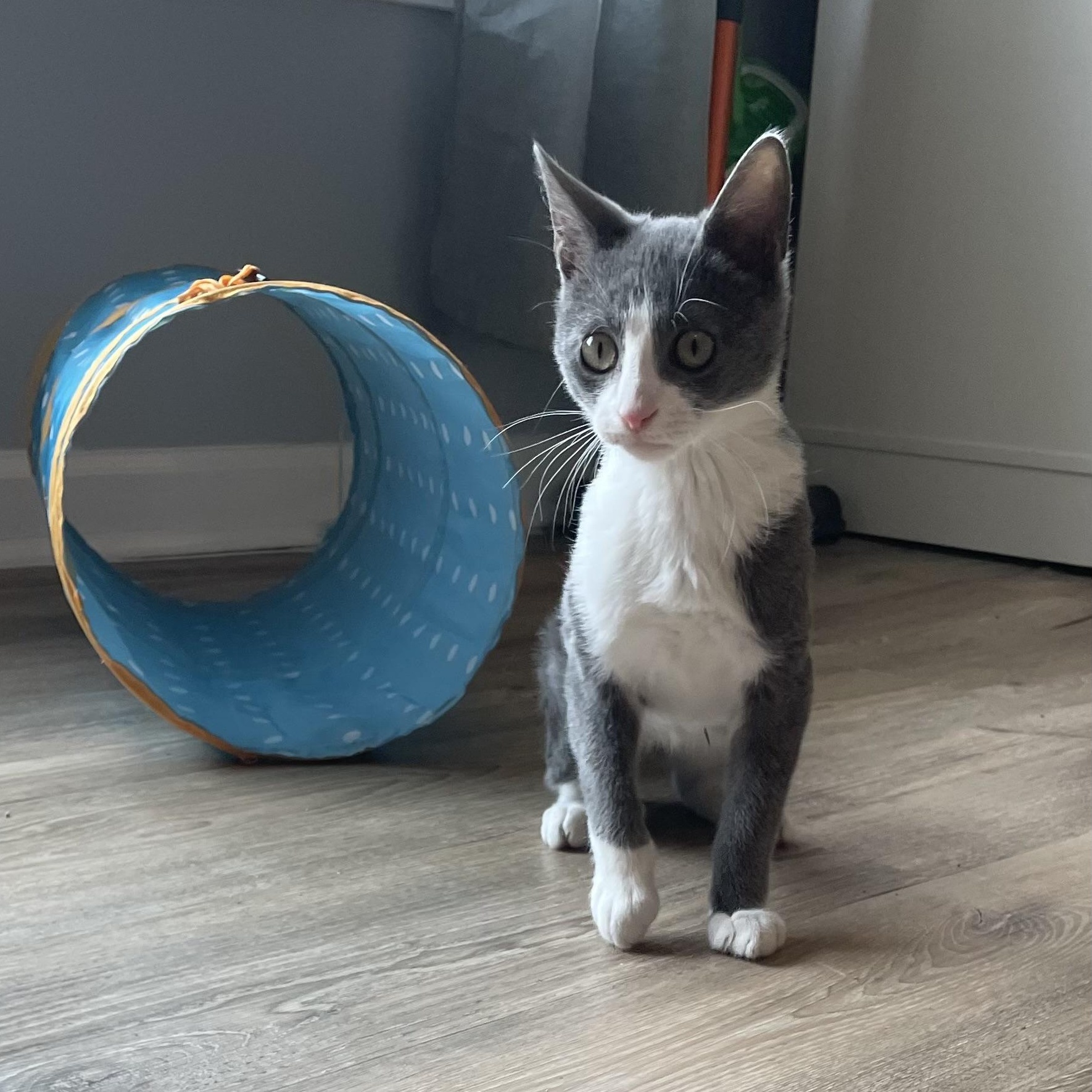Ozwald, ADOPTABLE, Kitten Male Domestic Medium Hair.
