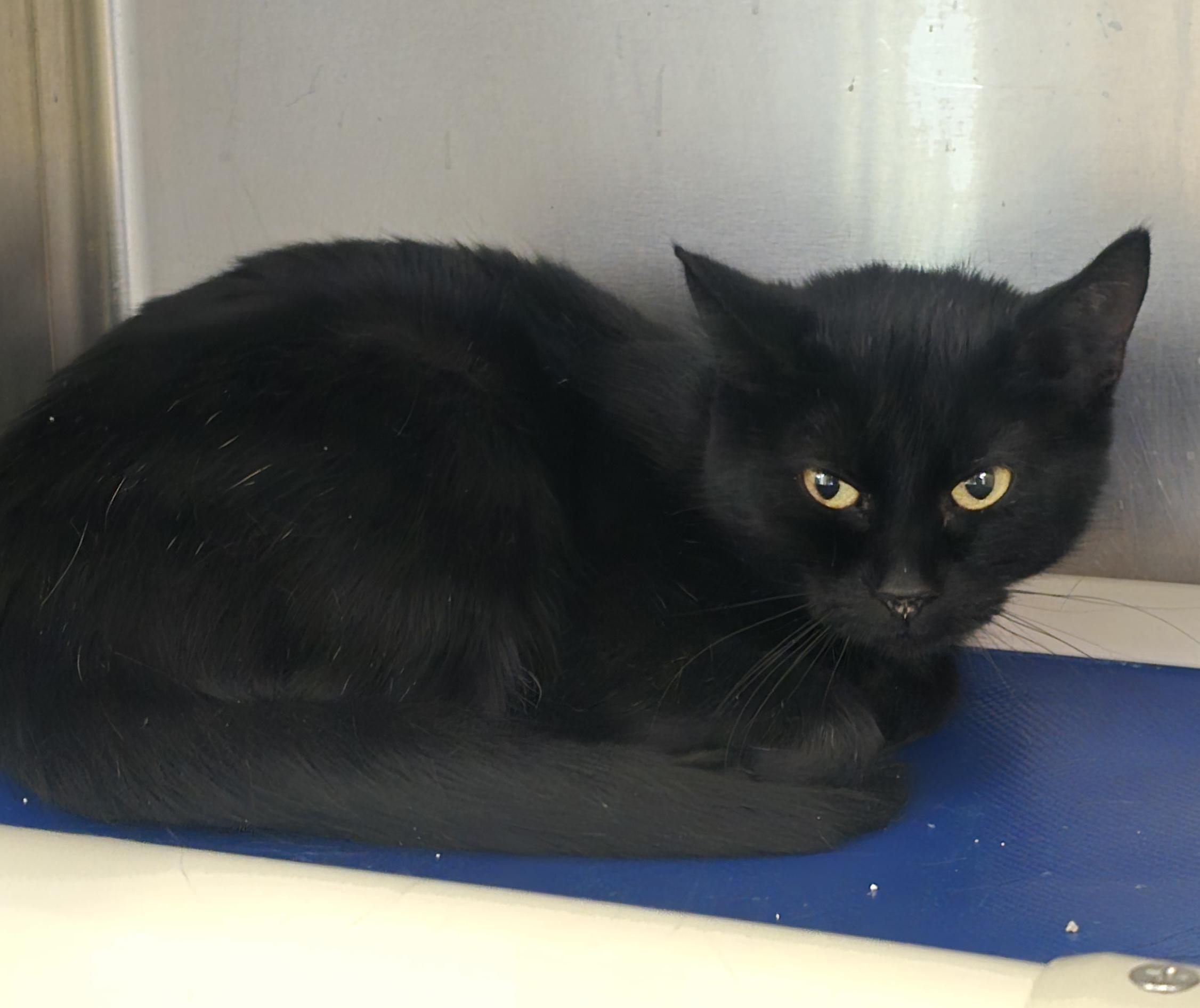 Louise, an adoptable Domestic Short Hair in Brainerd, MN image 2/2