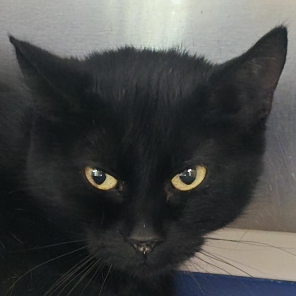Louise, an adoptable Domestic Short Hair in Brainerd, MN image 1/2