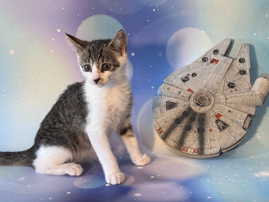 Han Solo, Adoptable, Kitten Male Domestic Short Hair.