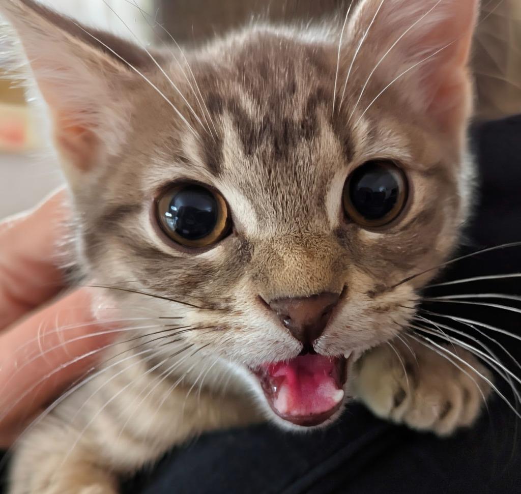 Tabasco, Adoptable, Kitten Male Domestic Short Hair.