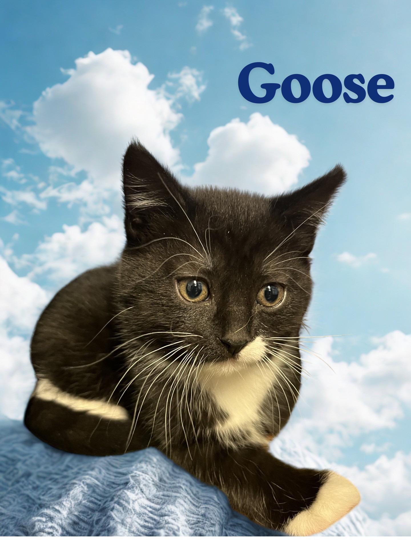Goose, adopted, Young Male Domestic Short Hair.