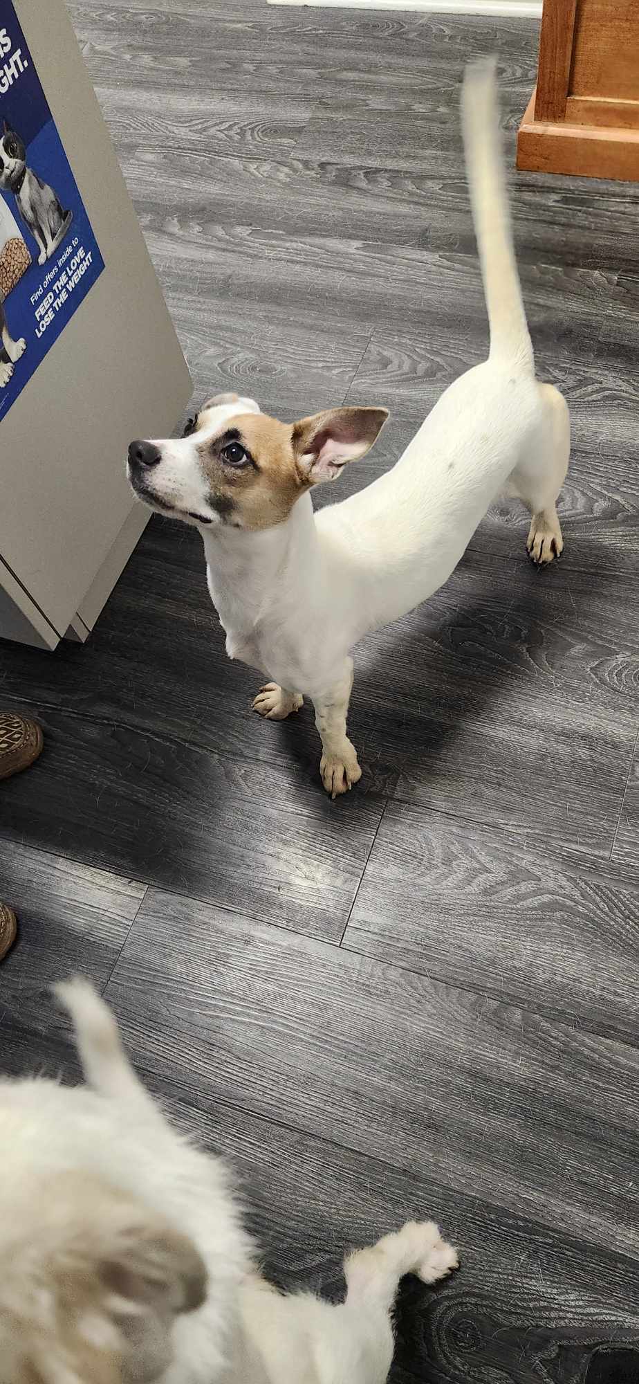Darby, Adult Female Jack Russell Terrier
