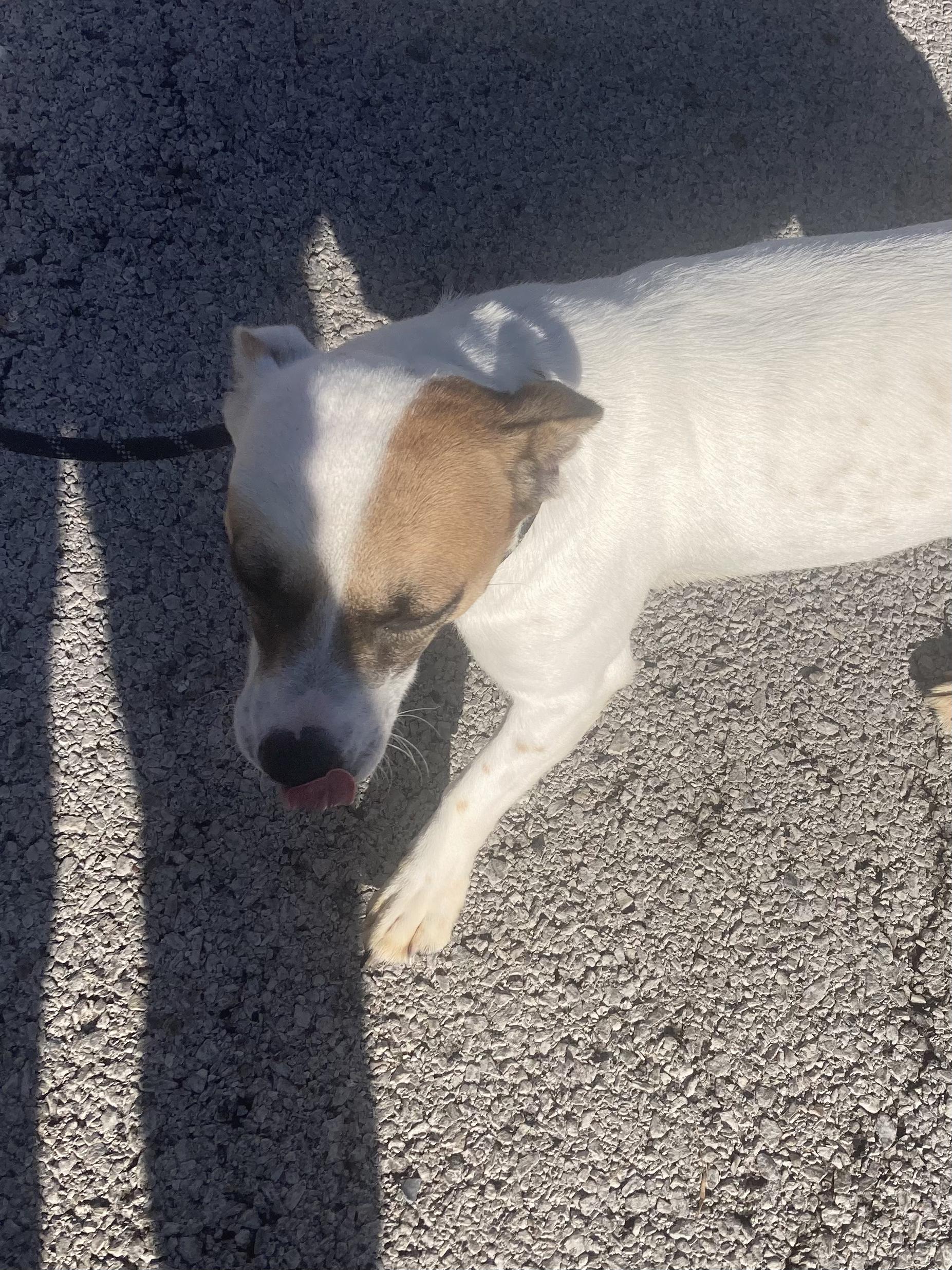 Darby, a Adoptable mixed breed in Hopkinsville, KY image 1/4