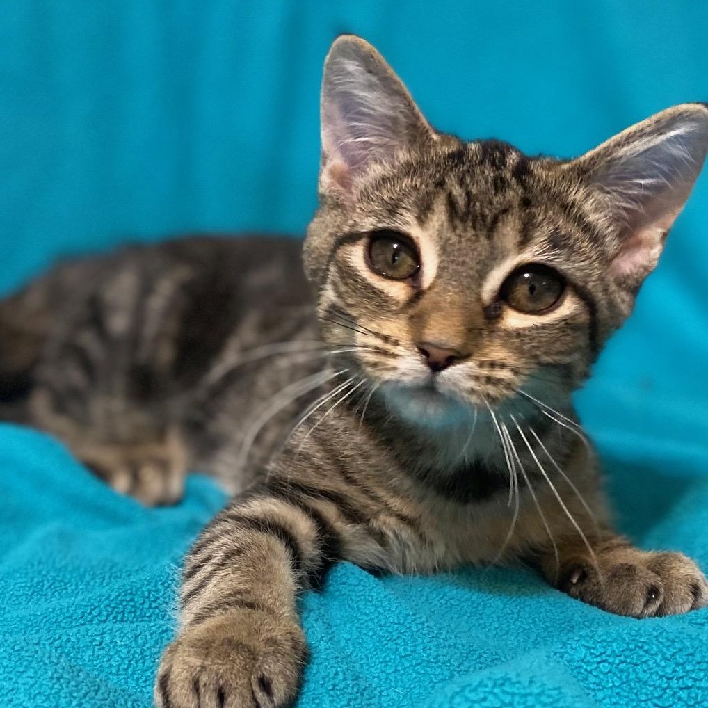 Pisgah, a Adoptable Domestic Short Hair in Johnsburg, IL image 6/6