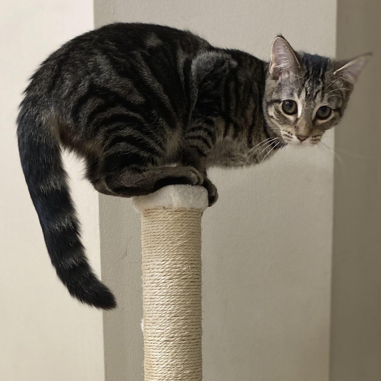 Pisgah, a Adoptable Domestic Short Hair in Johnsburg, IL image 2/6