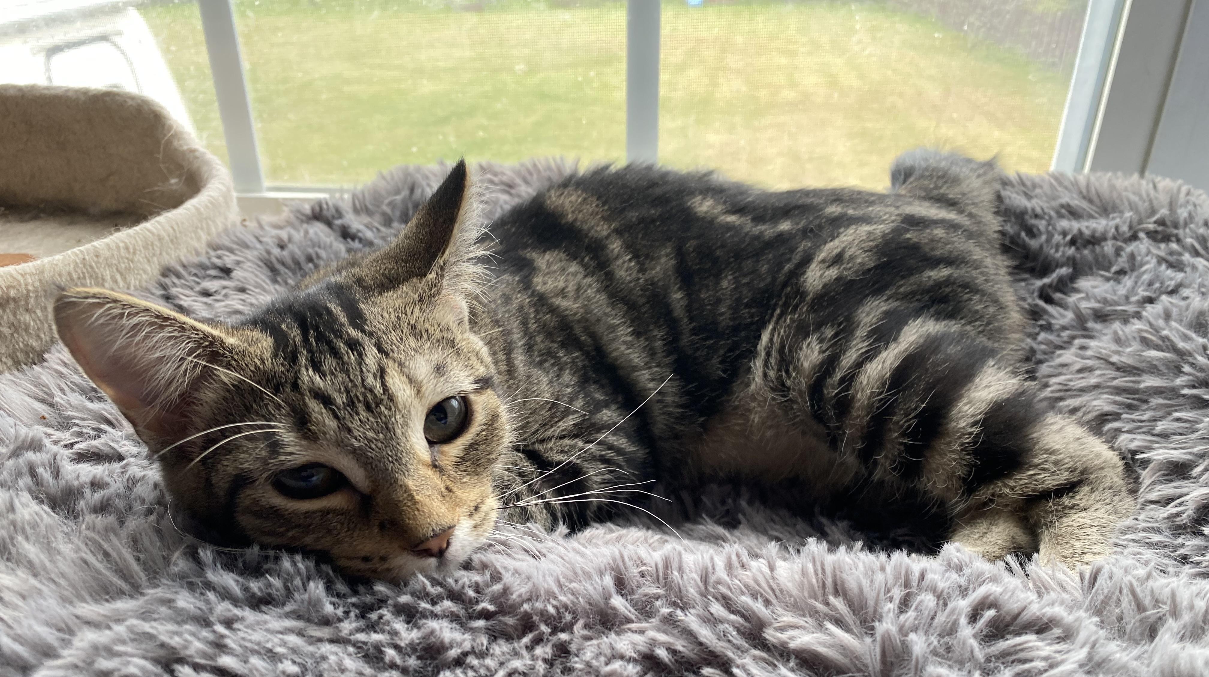 Pisgah, a Adoptable Domestic Short Hair in Johnsburg, IL image 4/6