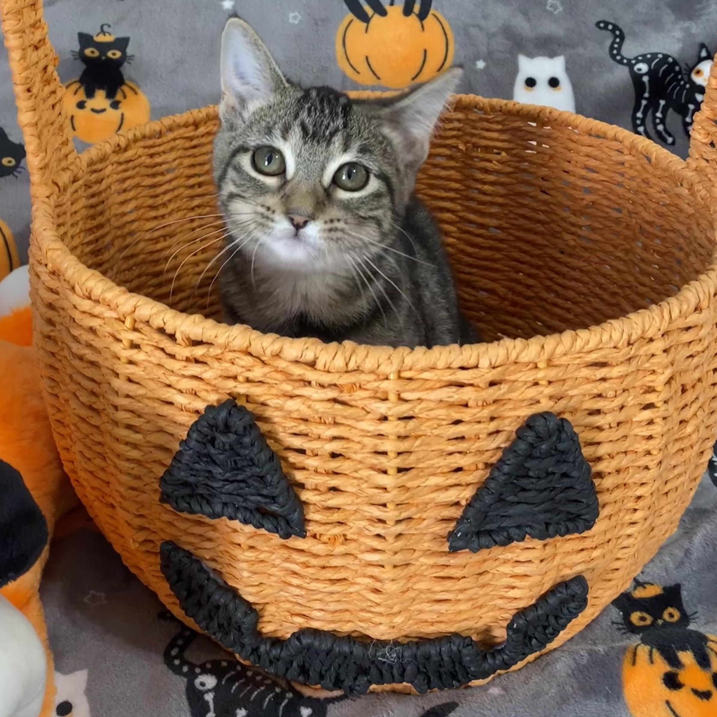 Pisgah, a Adoptable Domestic Short Hair in Johnsburg, IL image 5/6