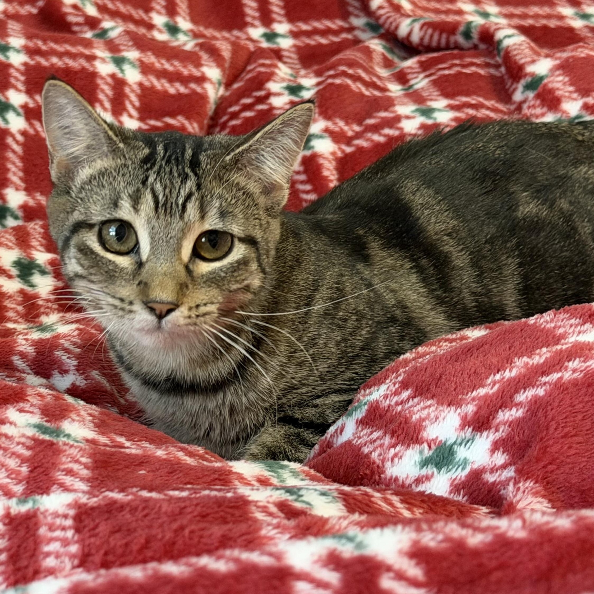 Pisgah, a Adoptable Domestic Short Hair in Johnsburg, IL image 1/6