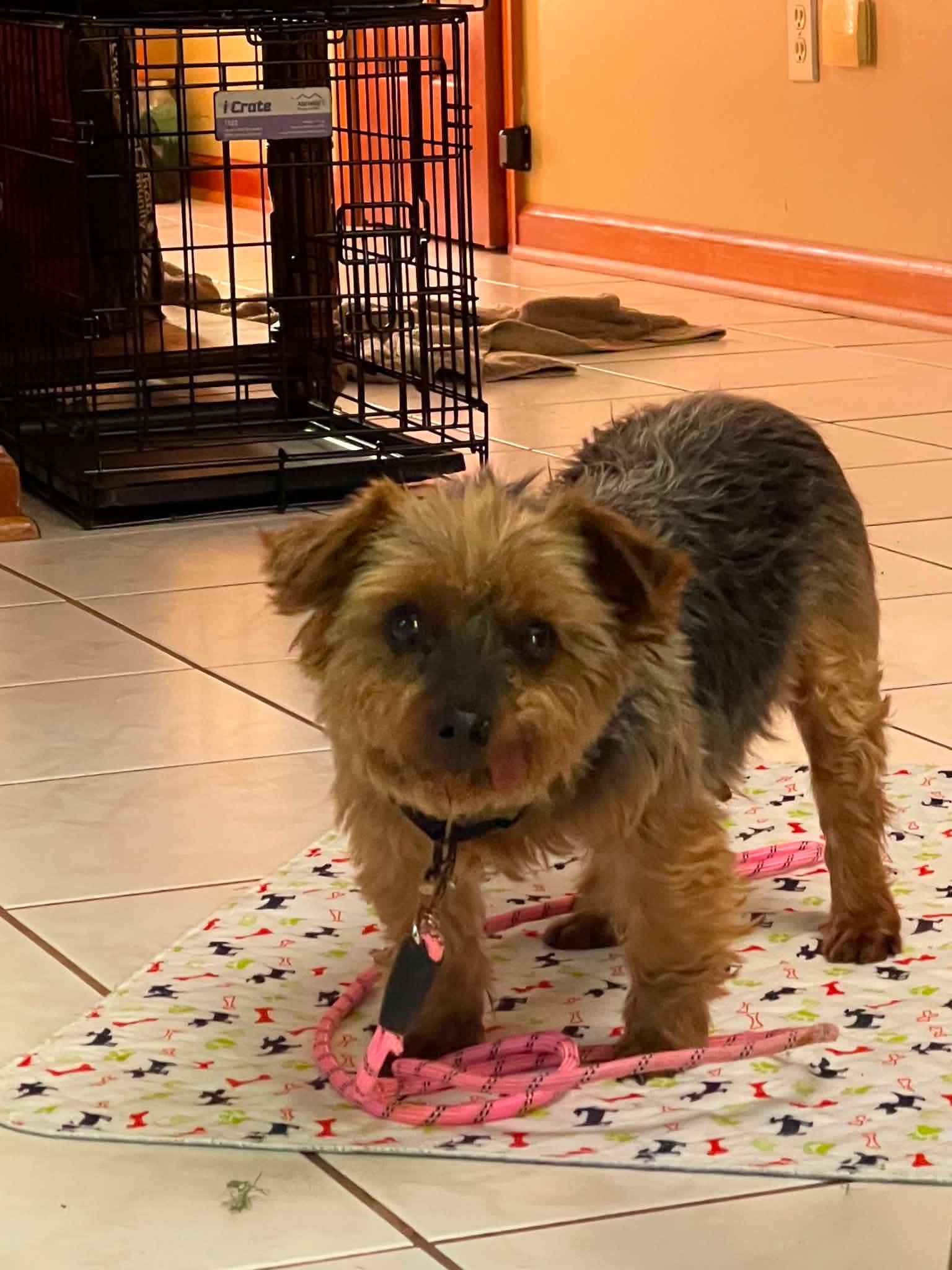 Holly, Adopted, Adult Female Yorkshire Terrier.