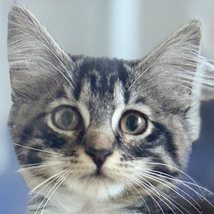 Olivia Benson, Adoptable, Kitten Female Domestic Medium Hair & Domestic Short Hair.