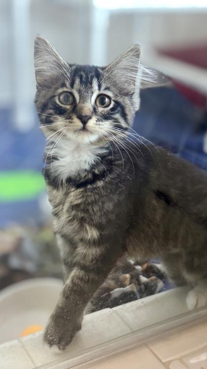 Olivia Benson, a Adoptable mixed breed in Pleasanton, CA image 3/3
