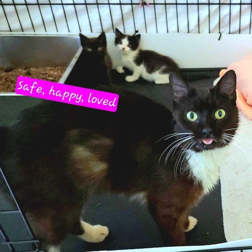 Laney, Adoptable, Kitten Female Domestic Short Hair.