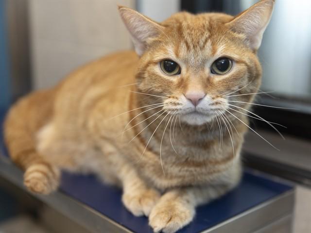 Enlarge SOX, a Adoptable Domestic Short Hair in Phoenix, AZ image 1/1
