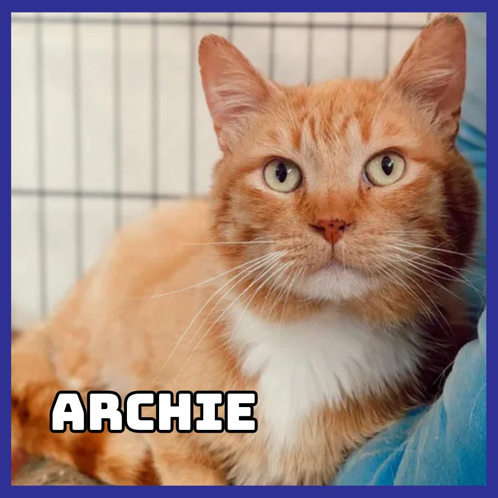 Archie, Adoptable, Adult Male Domestic Short Hair.
