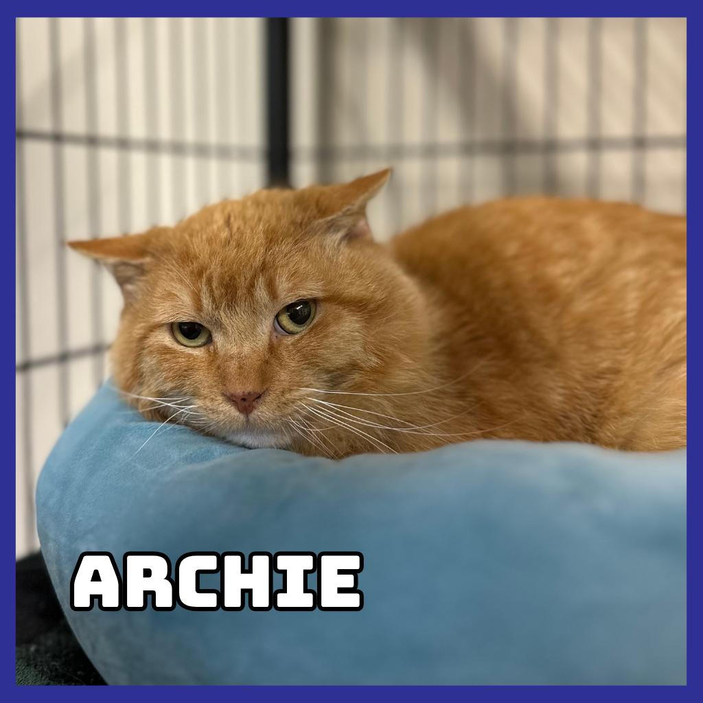 Archie, a Adoptable Domestic Short Hair in Glenwood, MN image 2/3