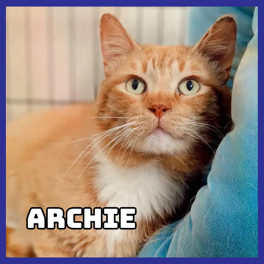 Archie, a Adoptable Domestic Short Hair in Glenwood, MN image 3/3