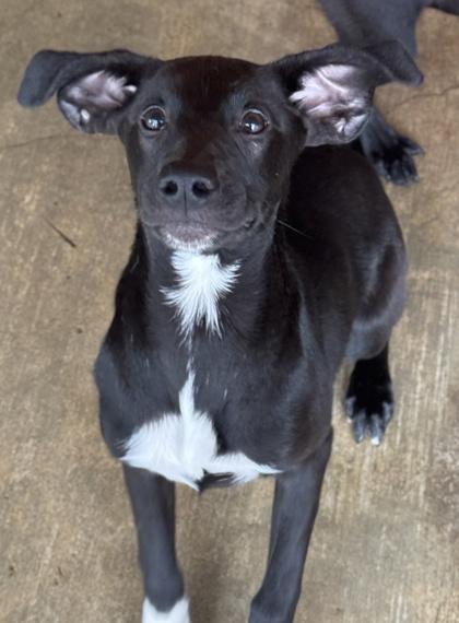 Meredith — thumbnail 2