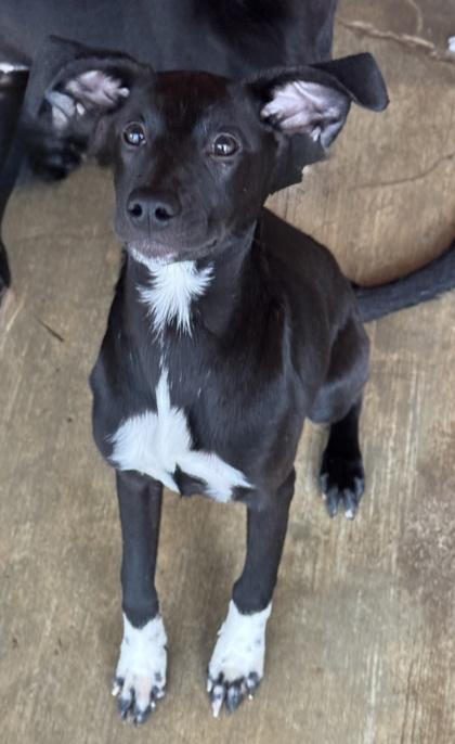 Meredith — thumbnail 3