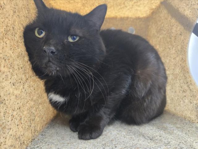 ANSEL, Adoptable, Adult Male Domestic Short Hair.