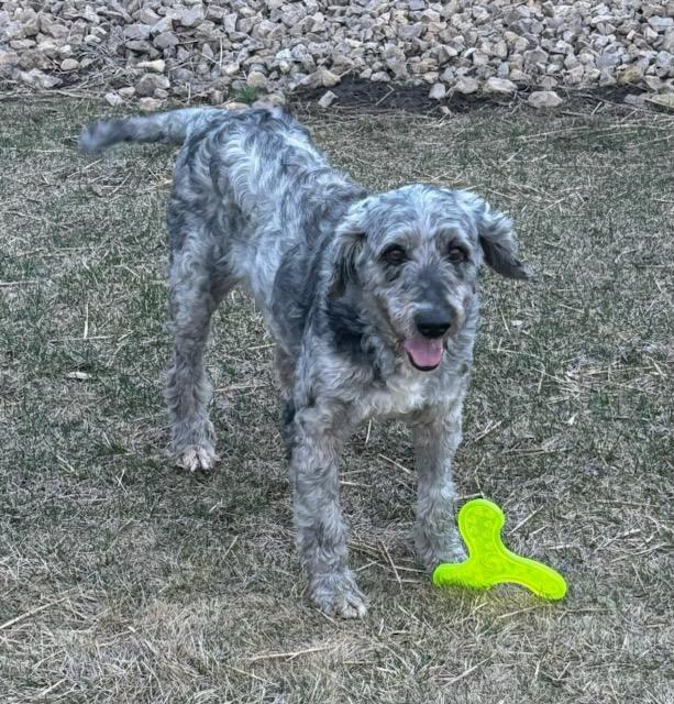 Macy, an adoptable Labradoodle in Mauston, WI, 53948 | Photo Image 2