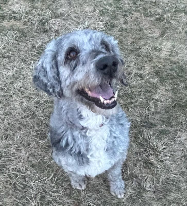 Macy, an adoptable Labradoodle in Mauston, WI, 53948 | Photo Image 3