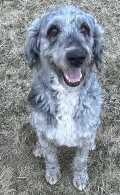 Macy, an adoptable Labradoodle in Mauston, WI, 53948 | Photo Image 4