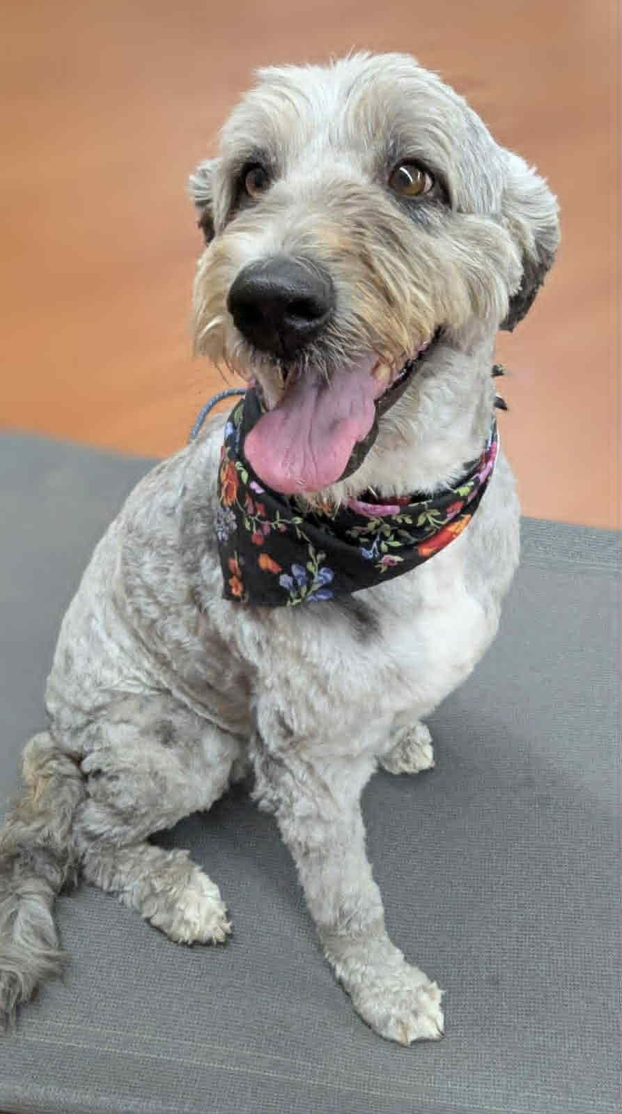 Macy, an adoptable Labradoodle in Mauston, WI, 53948 | Photo Image 1