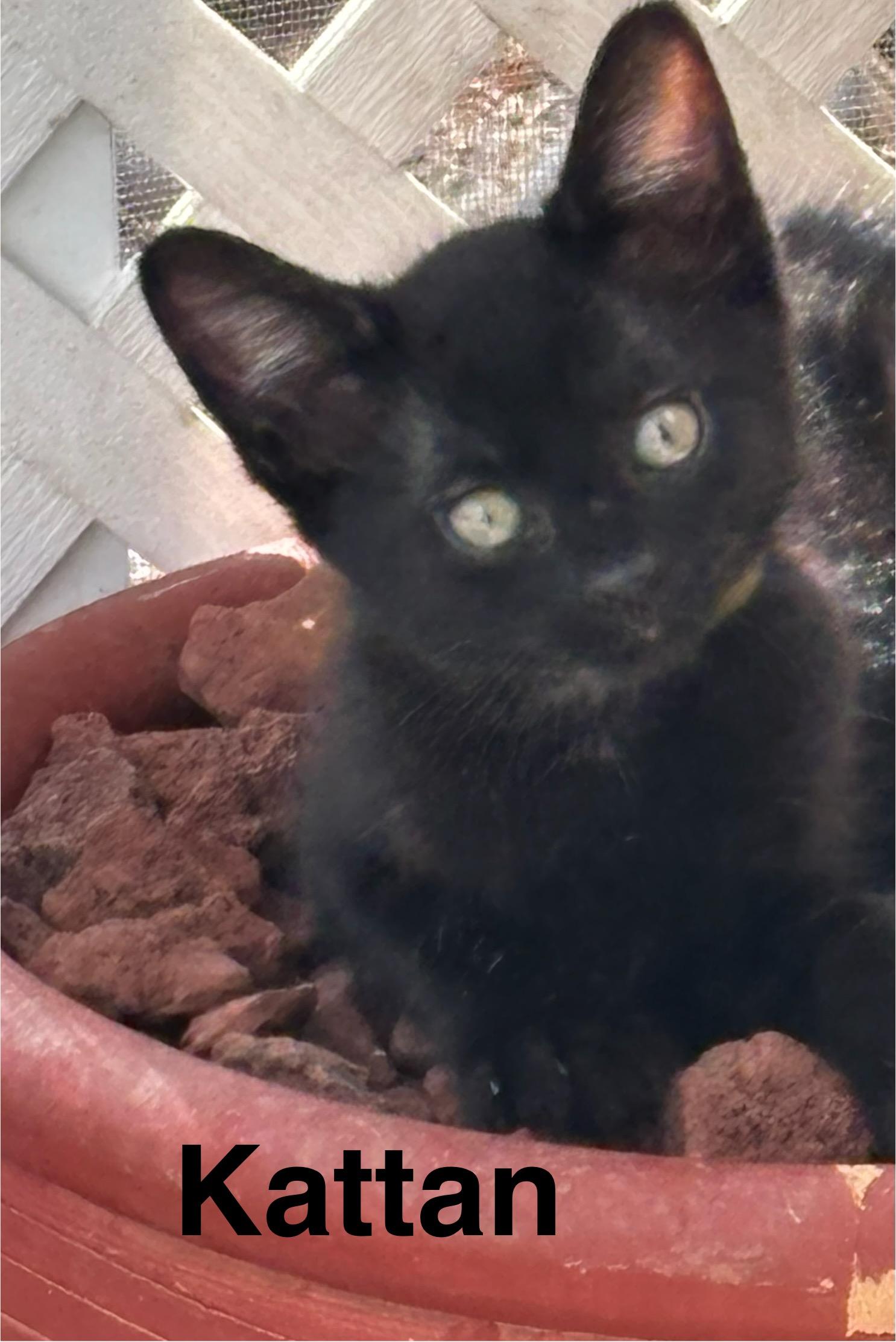 Kattan, Baby Male Domestic Medium Hair