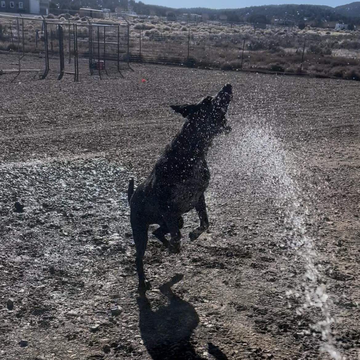Enlarge Dot, a Adoptable mixed breed in Cedar City, UT image 1/3