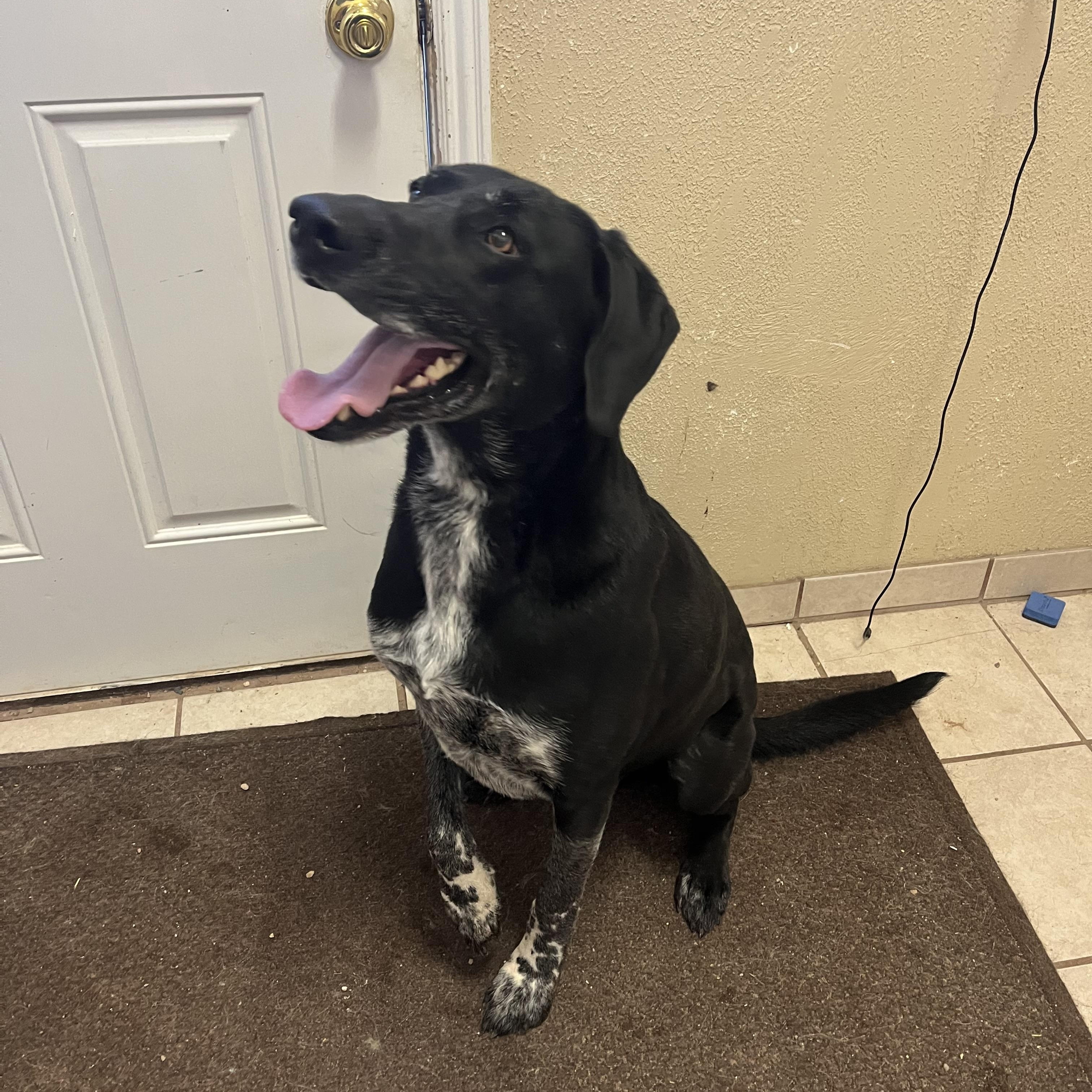 Enlarge Dot, a Adoptable mixed breed in Cedar City, UT image 2/3