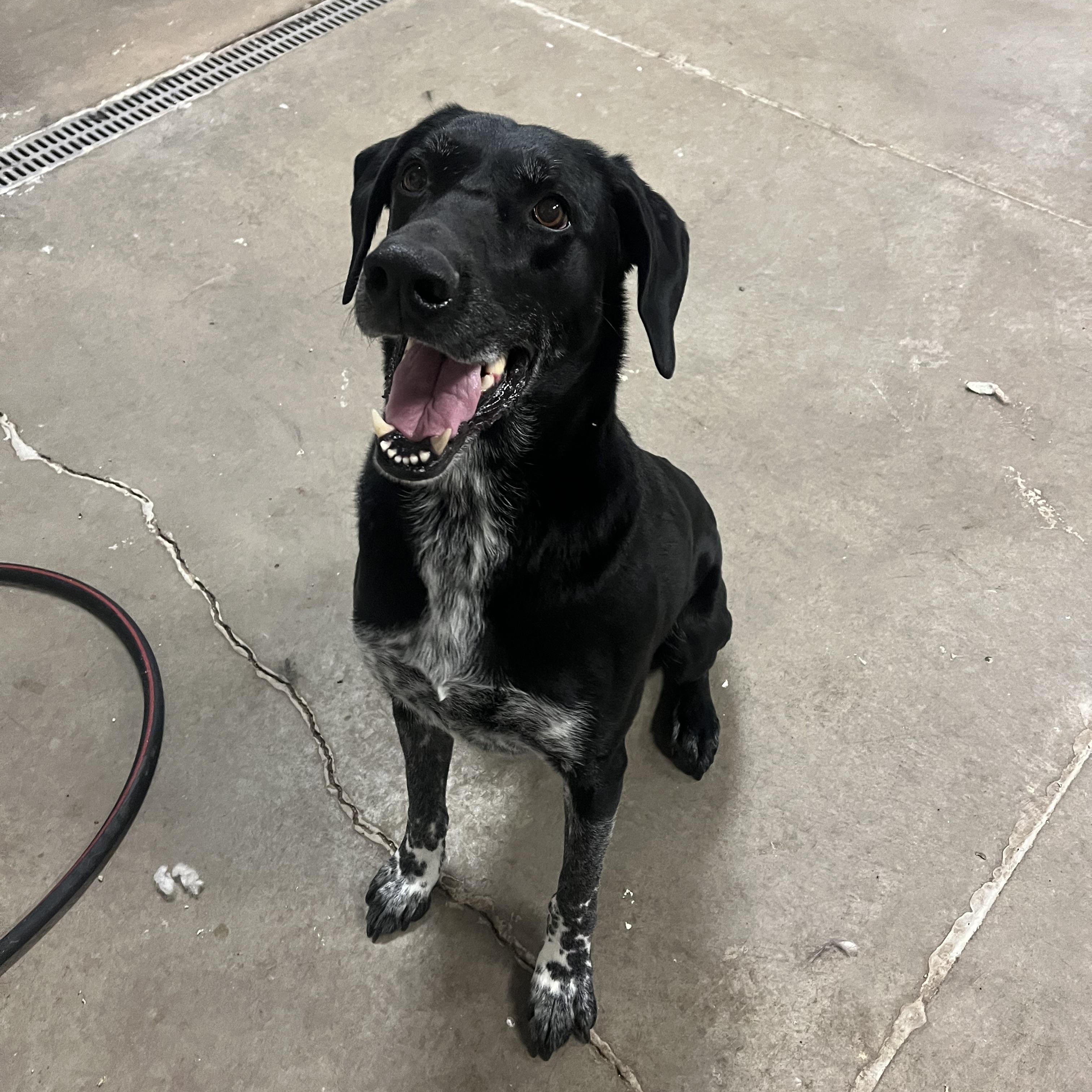 Enlarge Dot, a Adoptable mixed breed in Cedar City, UT image 3/3