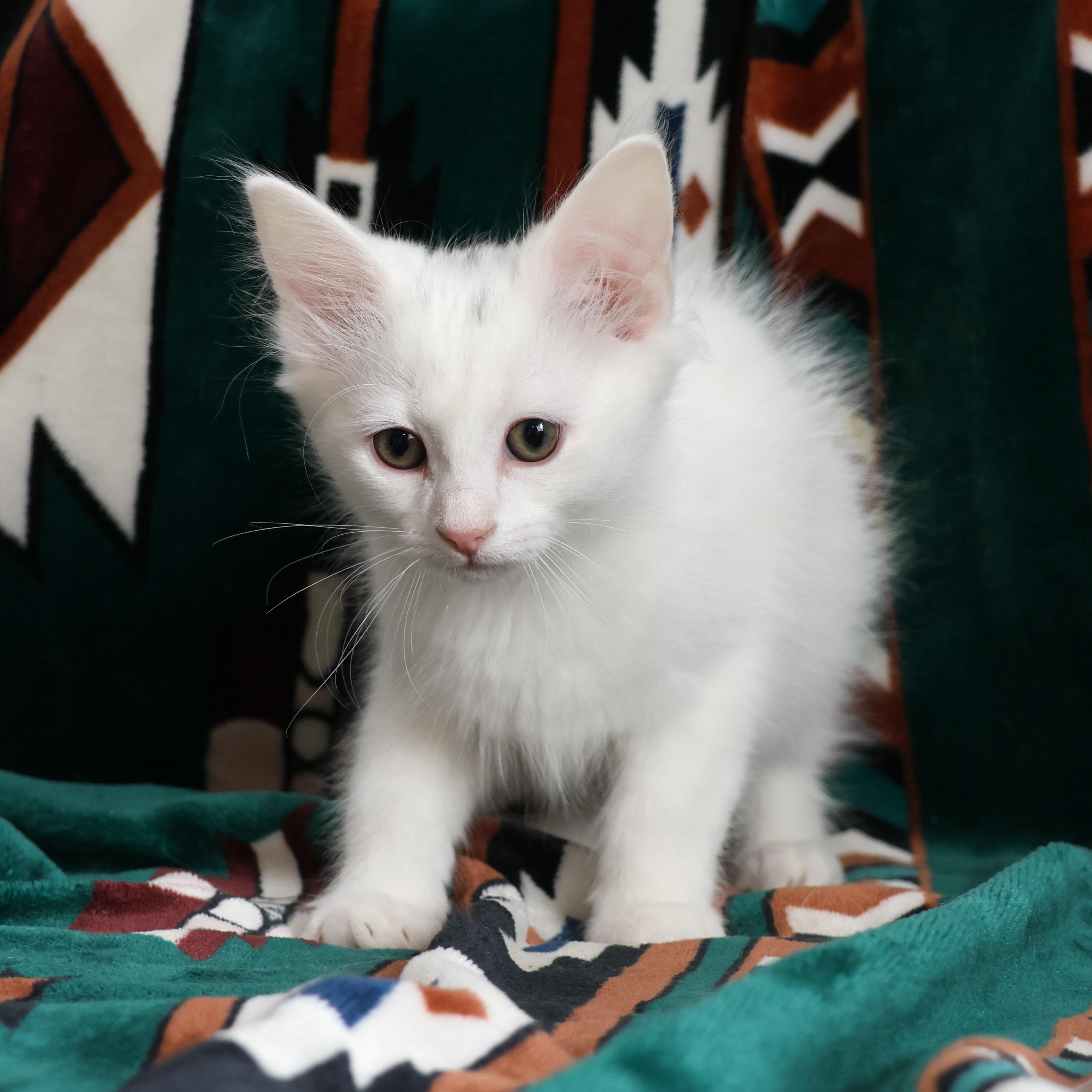 Popsicle, a Adopted Domestic Long Hair in Wakefield, QC image 1/5