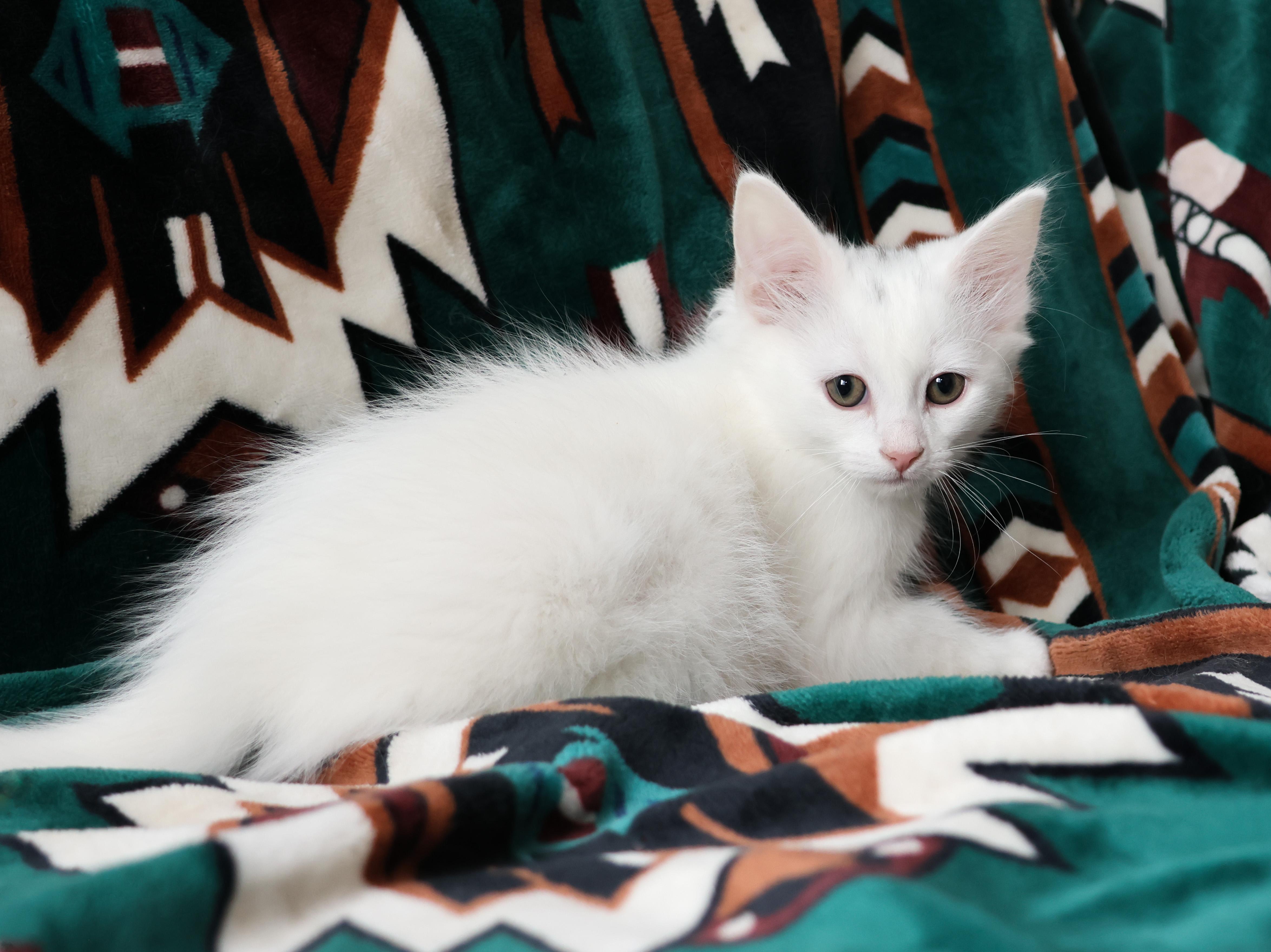 Popsicle, a Adopted Domestic Long Hair in Wakefield, QC image 2/5