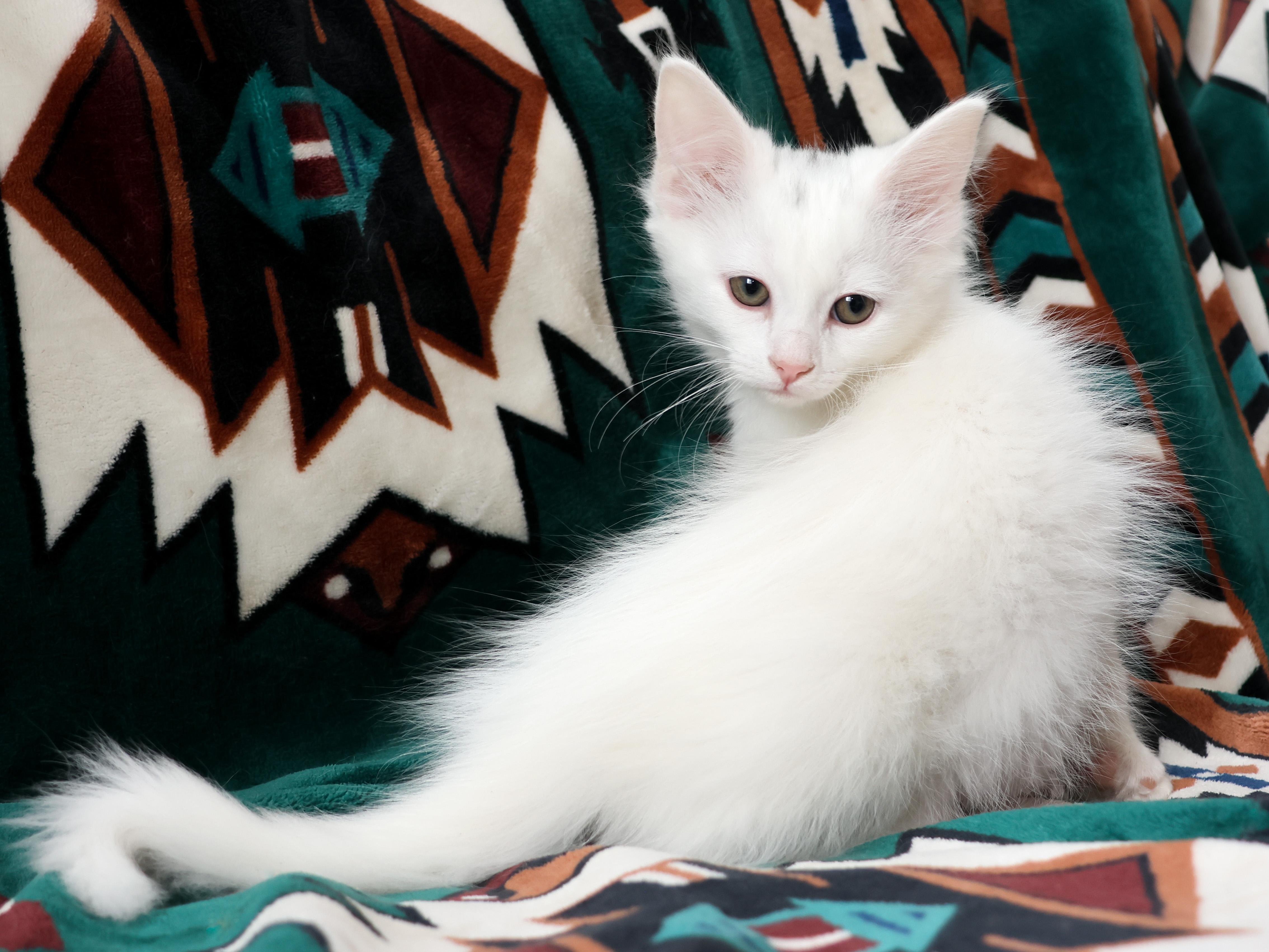 Popsicle, a Adopted Domestic Long Hair in Wakefield, QC image 3/5