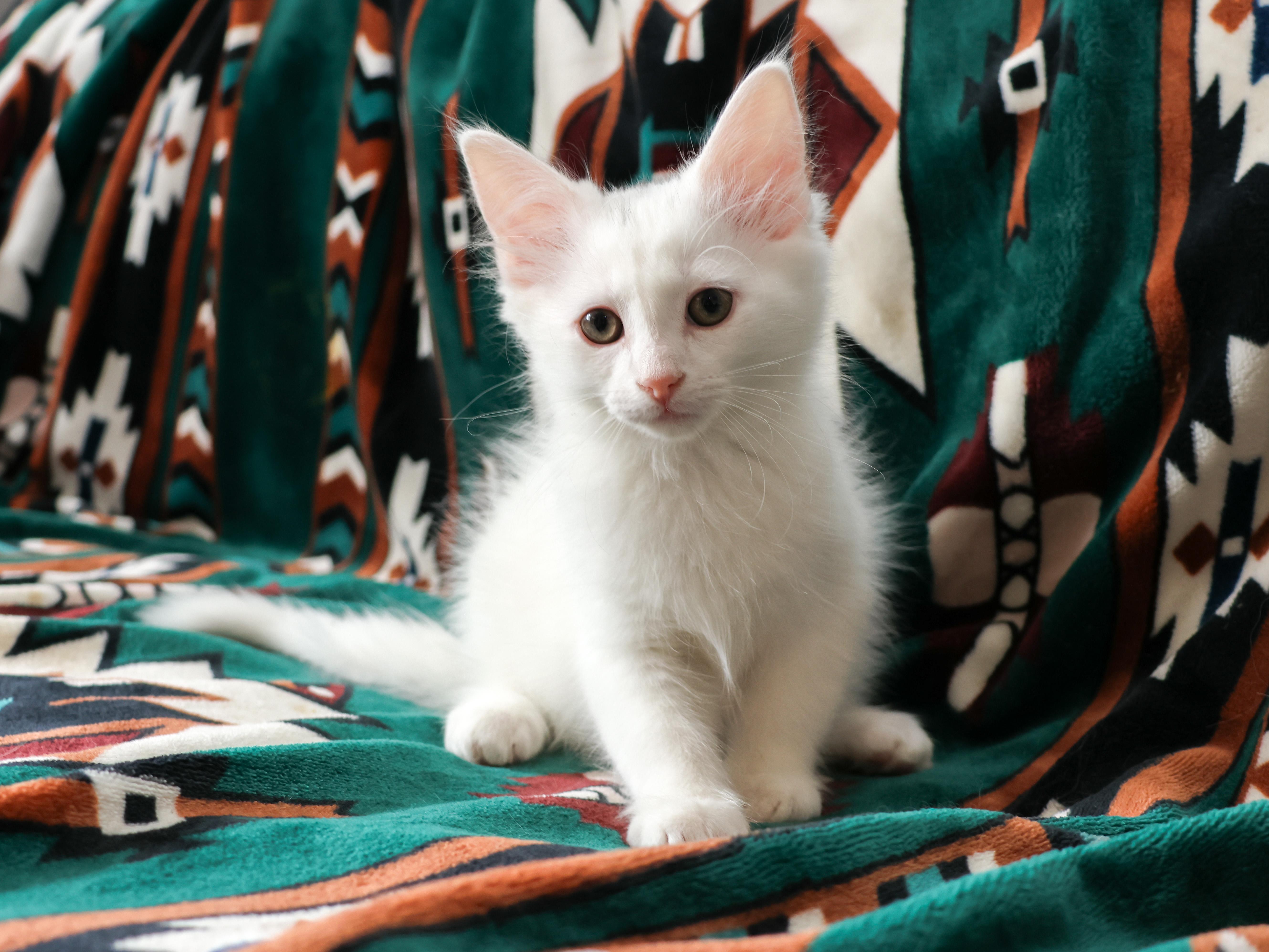 Popsicle, a Adopted Domestic Long Hair in Wakefield, QC image 4/5