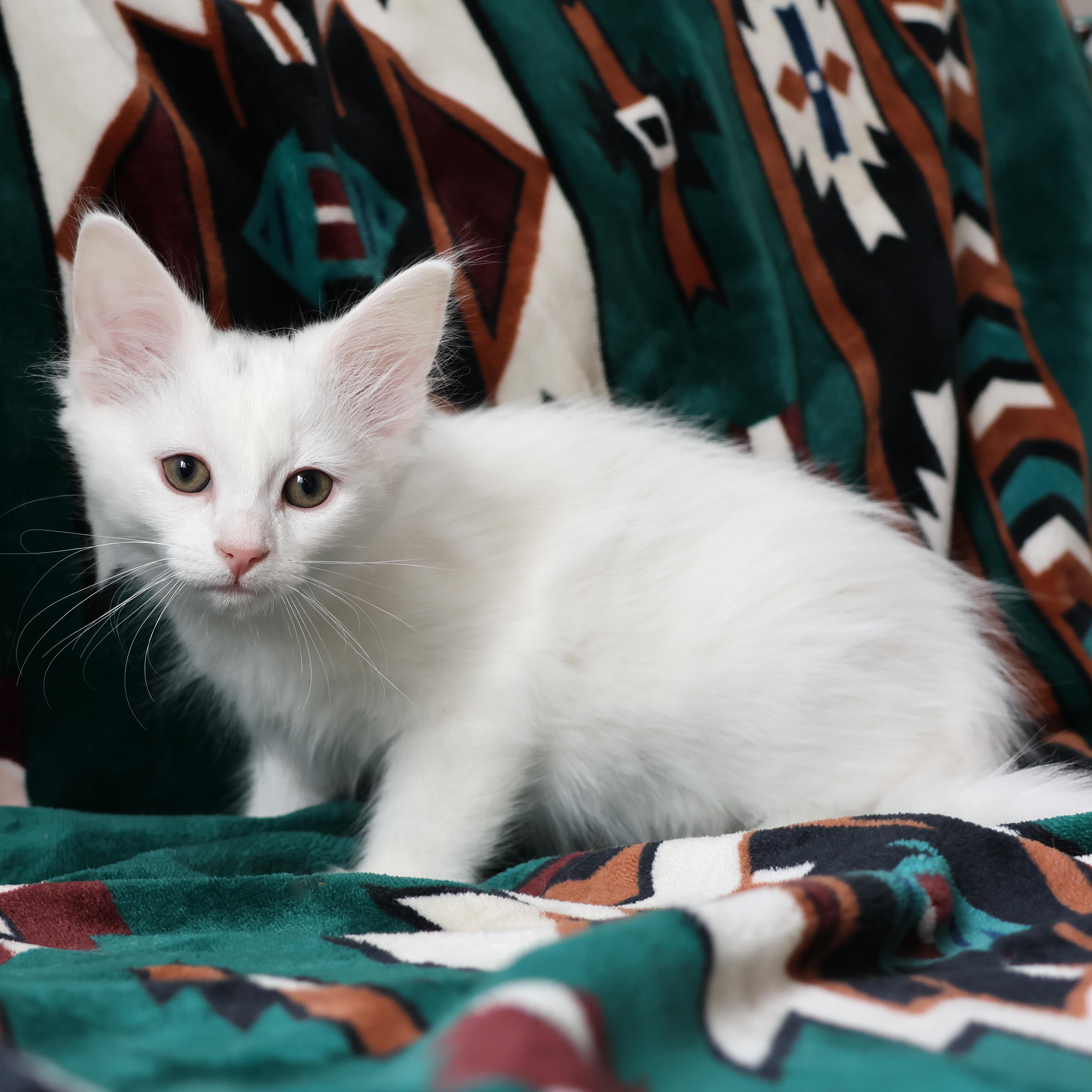 Popsicle, a Adopted Domestic Long Hair in Wakefield, QC image 5/5