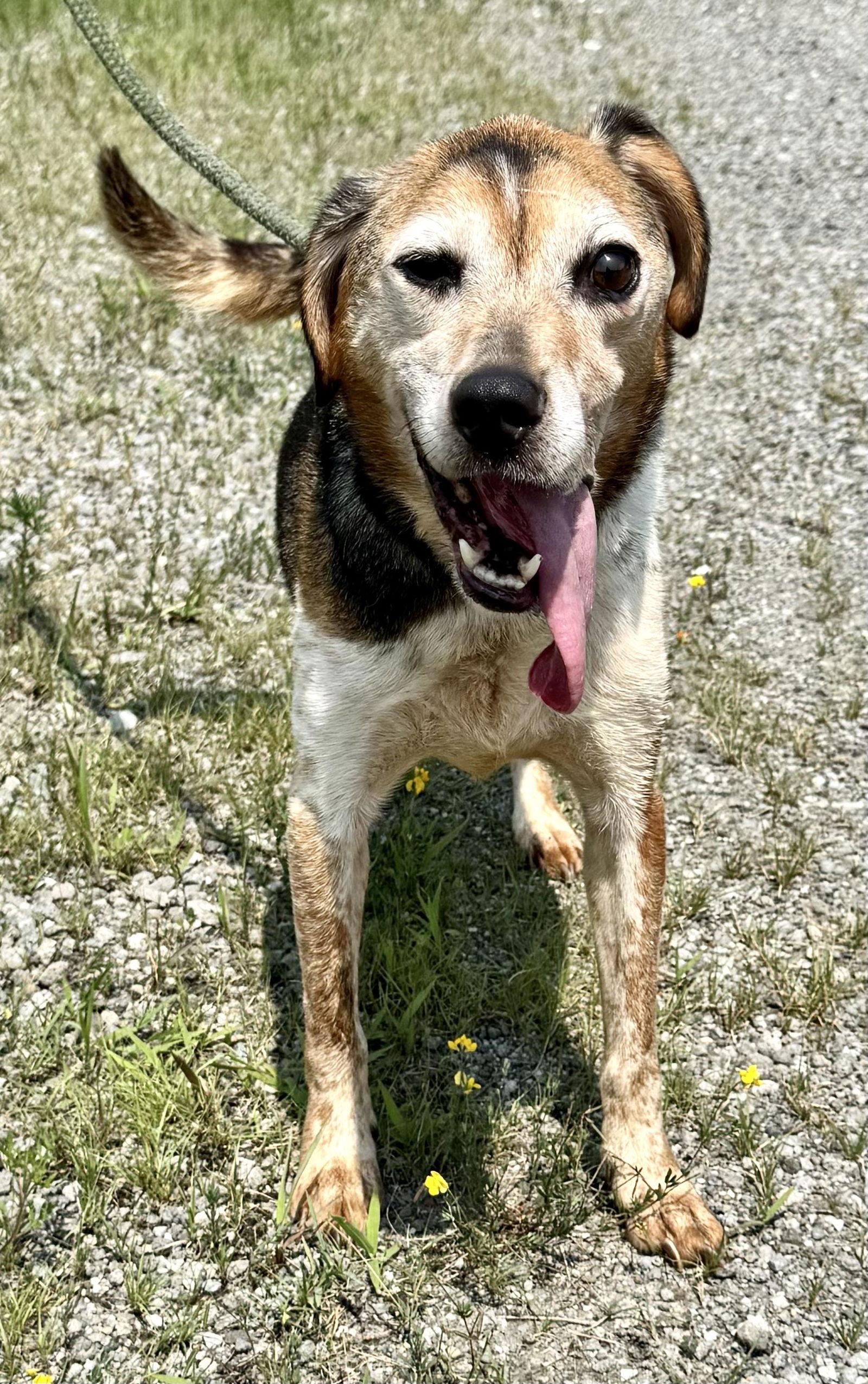 Enlarge Waylon (courtesy post), a Adopted Beagle in Pittsburgh, PA image 1/3