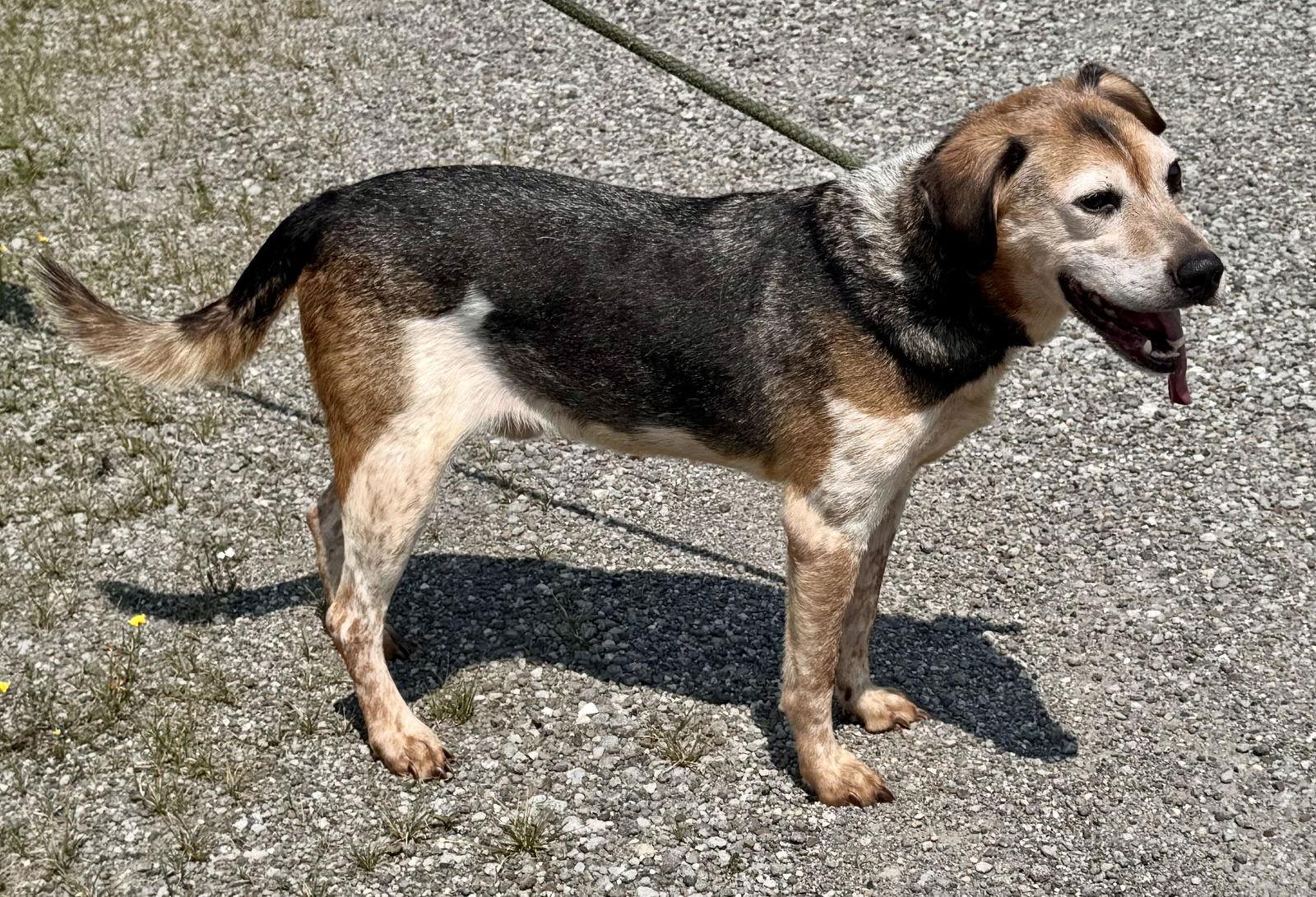 Enlarge Waylon (courtesy post), a Adopted Beagle in Pittsburgh, PA image 3/3