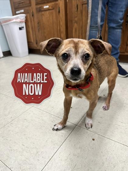 Enlarge Debbie, a Adoptable mixed breed in Lowell, MA image 1/3