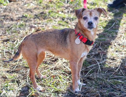 Enlarge Debbie, a Adoptable mixed breed in Lowell, MA image 2/3