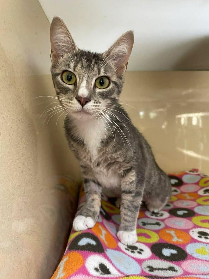 Enlarge Gracie, a ADOPTABLE Domestic Short Hair in Stillwater, OK image 1/1