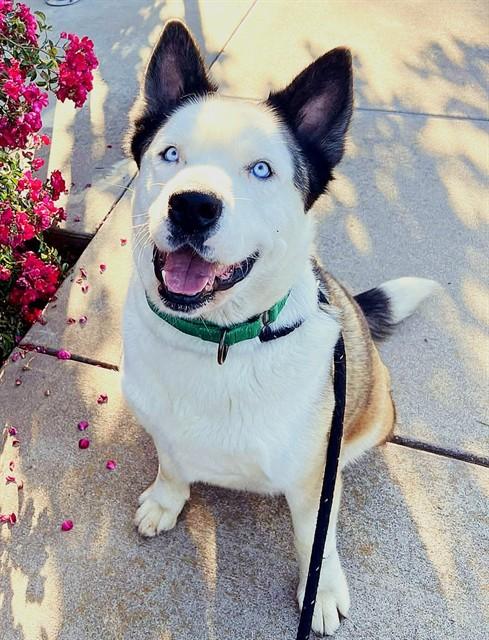 TAIO, Adoptable, Adult Male Akita & Mixed Breed.